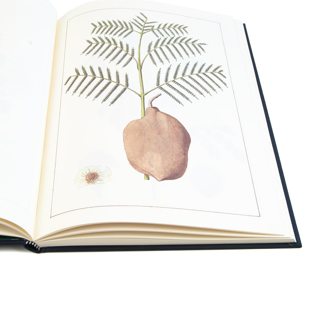 miolo do livro Plantas do Brasil, de José Eduardo Mendes Ferrão. Edição ilustrada de luxo da Chaves Ferreira Publicações sobre botânica histórica.
