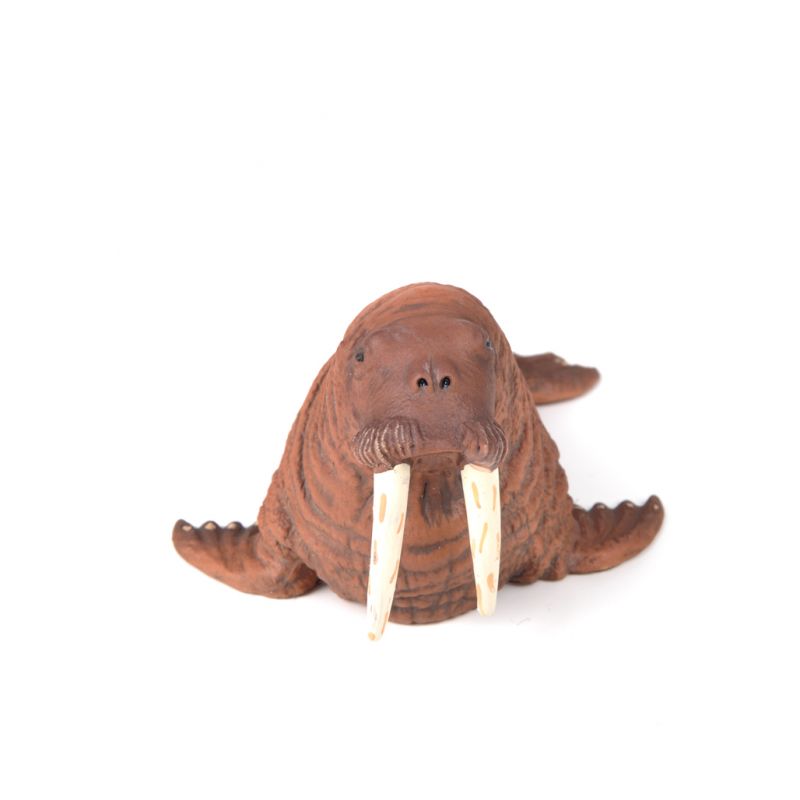 Walrus
